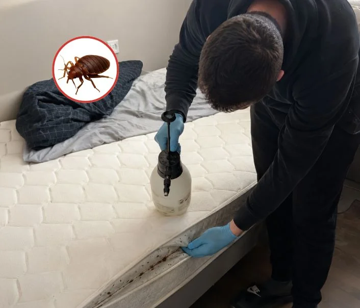 Technicien traitant un matelas contre les punaises de lit à Saint-Mammès